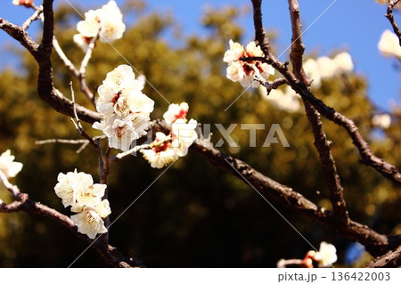 2月になって青空をバックに花開いた福蔵院の白梅(4) 2月になって青空をバックに花開いた福蔵院の白梅(4) 136422003