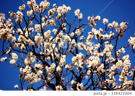 2月になって青空をバックに花開いた福蔵院の白梅（5） 136422004