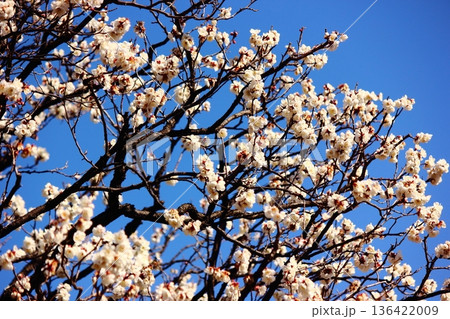 2月になって青空をバックに花開いた福蔵院の白梅(10) 2月になって青空をバックに花開いた福蔵院の白梅(10) 136422009
