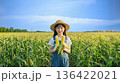 夏のトウモロコシ畑で収穫したトウモロコシを持って微笑む日本人少女 136422021