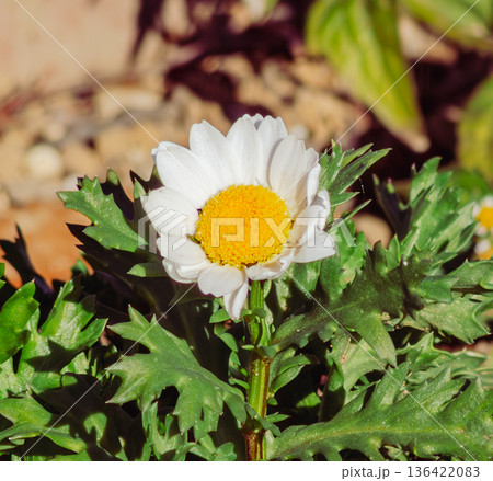 春の花壇に咲くカンシロ菊の白い花 春の花壇に咲くカンシロ菊の白い花 136422083