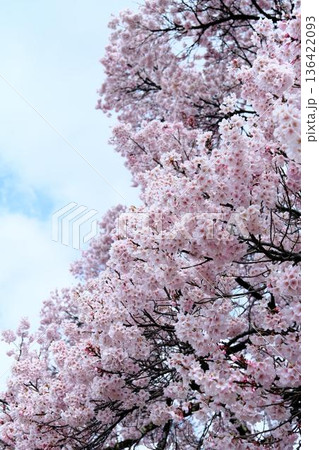 高遠城跡公園の桜 高遠城跡公園の桜 136422093