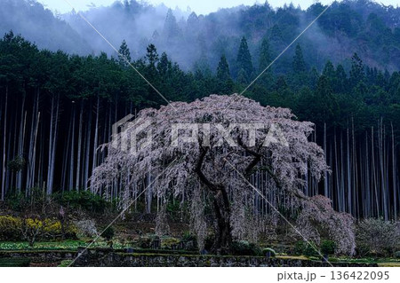 水戸野の枝垂桜 136422095