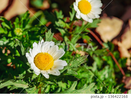春の花壇に咲くカンシロギクの白い花 136422168