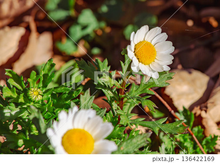 春の花壇に咲くカンシロギクの白い花 136422169