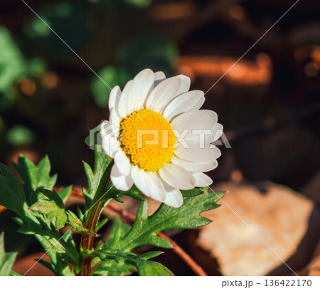 春の花壇に咲くカンシロギクの白い花 136422170