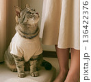 女性飼い主の足元のペットのサバトラ猫 136422376