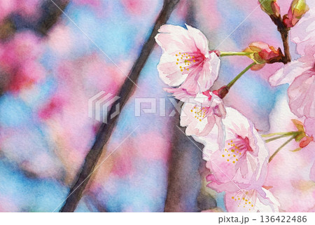 陽光桜の小枝・イラスト 136422486