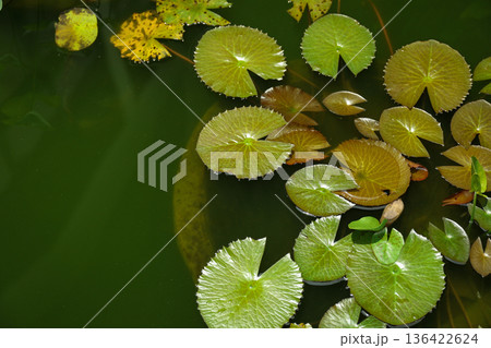 Water lilies float on the surface of a green pond in Bali 136422624