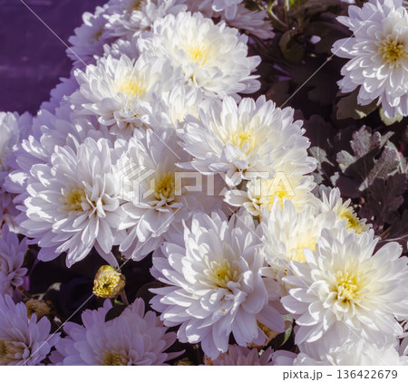 白色の小菊の花 白色の小菊の花 136422679