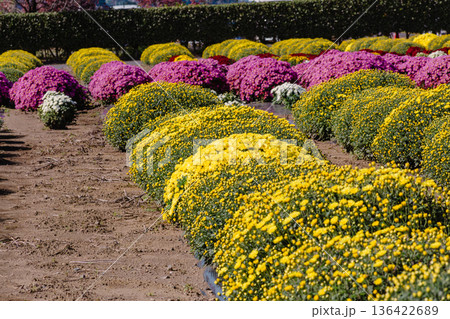 黄色い小菊の花 黄色い小菊の花 136422689