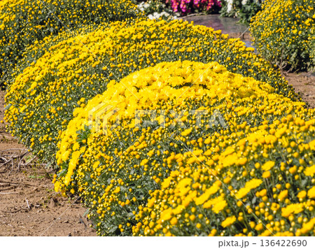 黄色い小菊の花 黄色い小菊の花 136422690