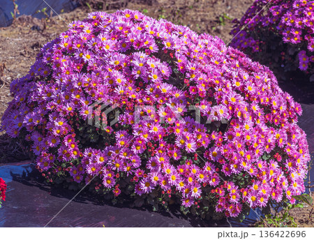 紫色の小菊の花 紫色の小菊の花 136422696
