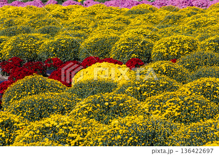 黄色い小菊の花 136422697