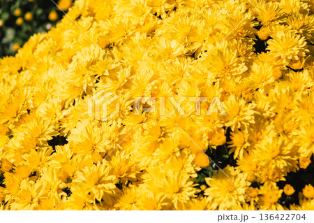 黄色い小菊の花 黄色い小菊の花 136422704