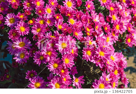 紫色の小菊の花 136422705