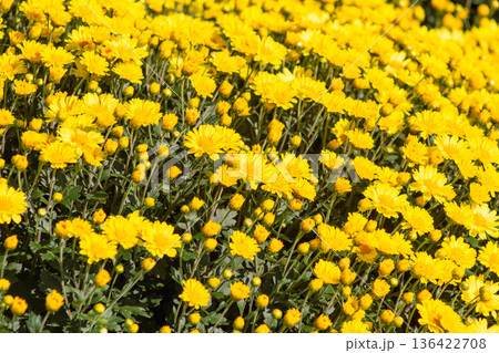 黄色い小菊の花 136422708