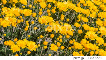 黄色い小菊の花 黄色い小菊の花 136422709