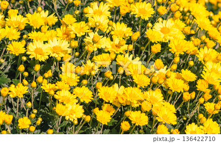 黄色い小菊の花 黄色い小菊の花 136422710