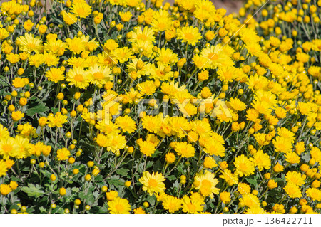 黄色い小菊の花 黄色い小菊の花 136422711