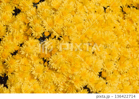 黄色い小菊の花 黄色い小菊の花 136422714