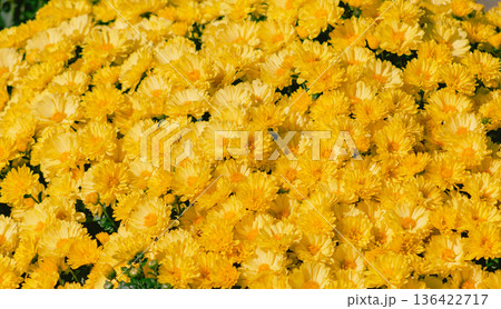 黄色い小菊の花 黄色い小菊の花 136422717