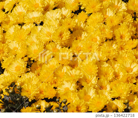 黄色い小菊の花 黄色い小菊の花 136422718