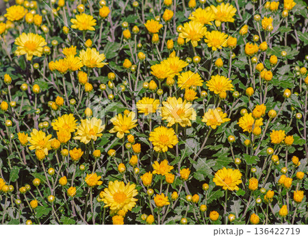 黄色い小菊の花 黄色い小菊の花 136422719