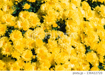 黄色い小菊の花 黄色い小菊の花 136422720