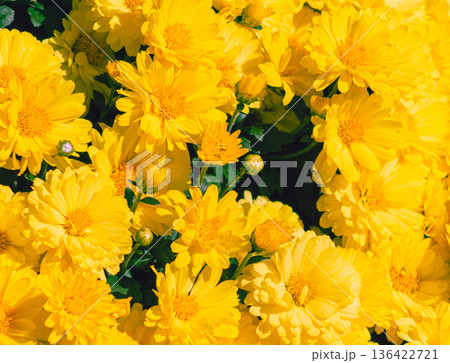 黄色い小菊の花 黄色い小菊の花 136422721
