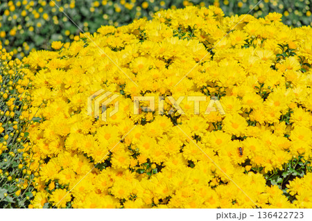 黄色い小菊の花 黄色い小菊の花 136422723