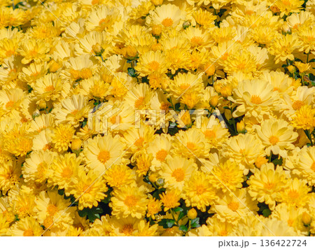 黄色い小菊の花 黄色い小菊の花 136422724