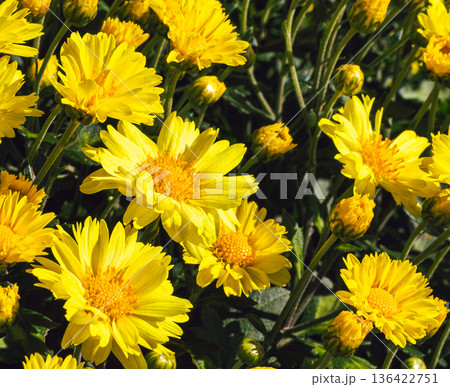 秋の花壇に咲くキクの花 秋の花壇に咲くキクの花 136422751