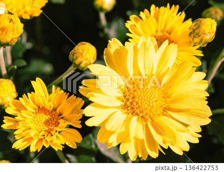 秋の花壇に咲くキクの花 秋の花壇に咲くキクの花 136422753