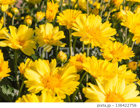 秋の花壇に咲くキクの花 秋の花壇に咲くキクの花 136422756