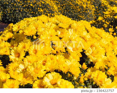 秋の花壇に咲くキクの花 秋の花壇に咲くキクの花 136422757