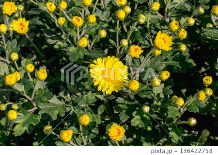 秋の花壇に咲くキクの花 秋の花壇に咲くキクの花 136422758