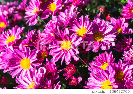 秋の花壇に咲くキクの花 秋の花壇に咲くキクの花 136422760