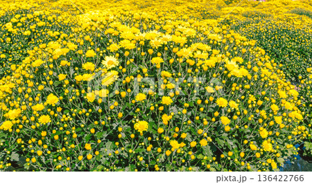 秋の花壇に咲くキクの花 秋の花壇に咲くキクの花 136422766