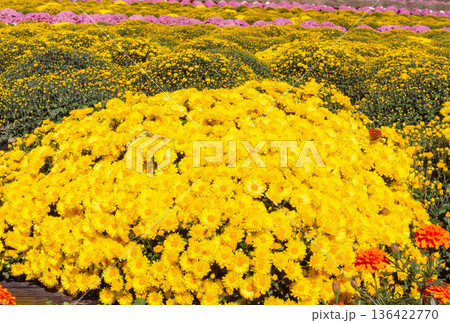 秋の花壇に咲くキクの花 136422770