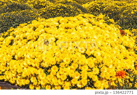 秋の花壇に咲くキクの花 136422771