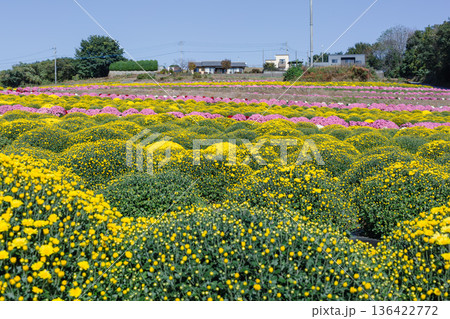 秋の花壇に咲くキクの花 秋の花壇に咲くキクの花 136422772