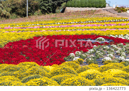 秋の花壇に咲くキクの花 秋の花壇に咲くキクの花 136422773