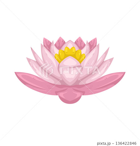 Illustration of pink lotus flower 136422846
