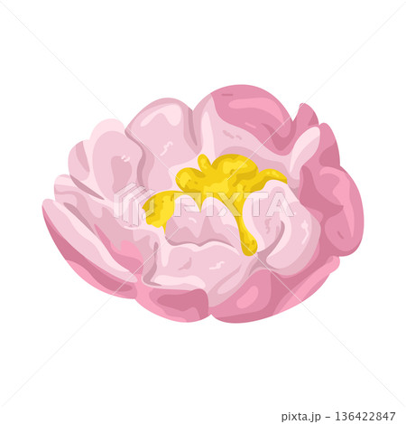 Illustration of elegant pink peony flower bloom  136422847