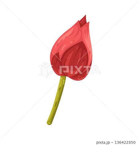 Illustration of red lotus flower bud 136422850
