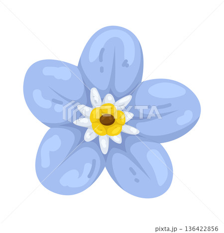 Illustration of forget-me-not flower 136422856