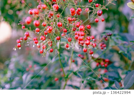 赤い実をつけたナンテンの実と水滴 136422994