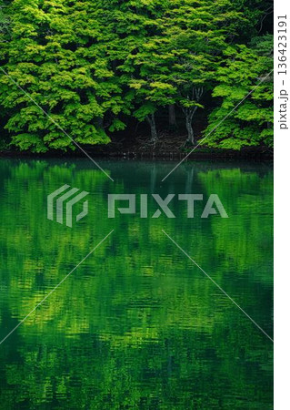 新緑 新緑 136423191