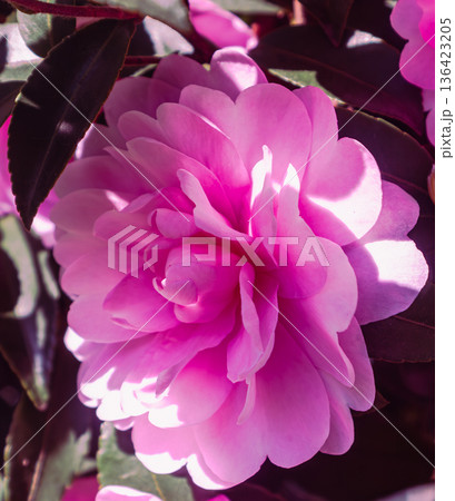 咲き始めたピンクの椿の花 咲き始めたピンクの椿の花 136423205